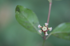Euonymus indicus